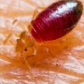 Chemical Treatments for Pests and Diseases: All You Need to Know